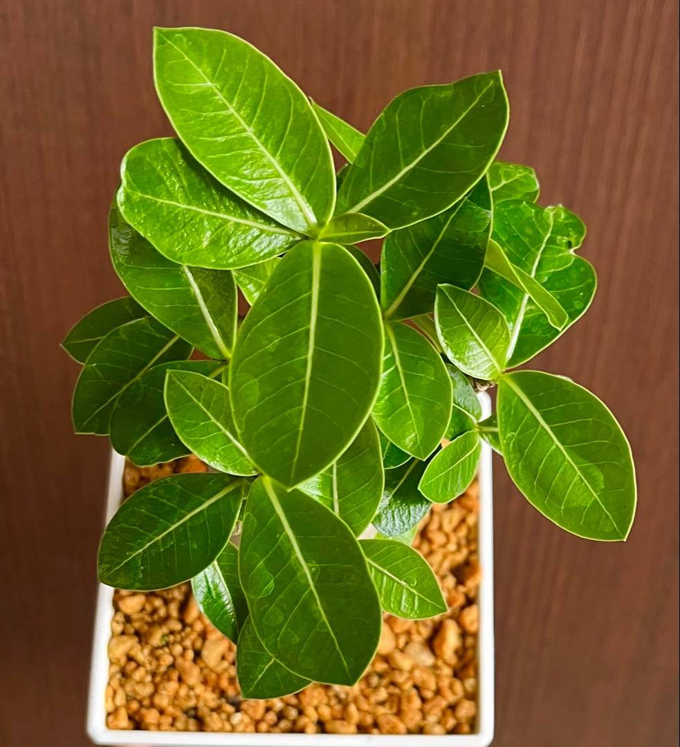 コロ助【激レア】アデニウム アラビカム ゴジ バオバブタイプ 鉢植え