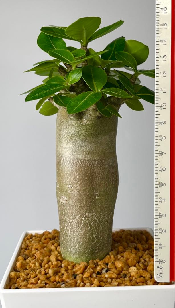 コロ助【激レア】アデニウム アラビカム ゴジ バオバブタイプ 鉢植え