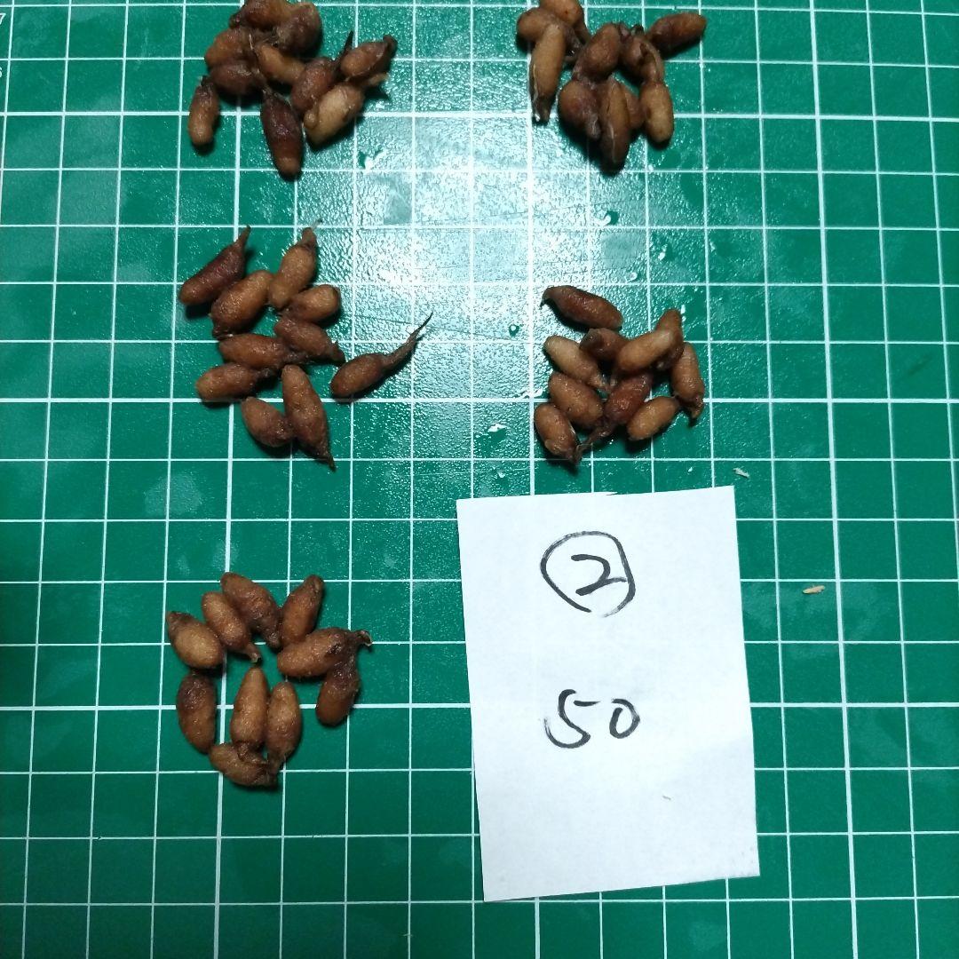 kimie chen　並　200個