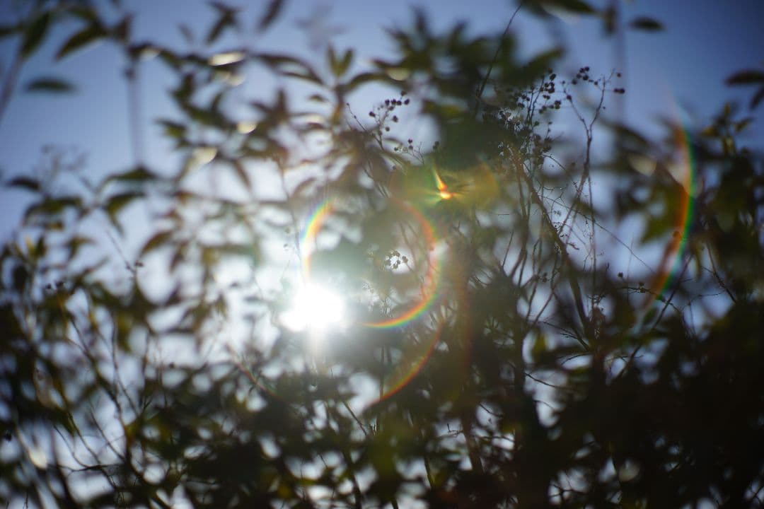 Auto Yashinon-DX 50mm F1.7　m42マウント　作例あり