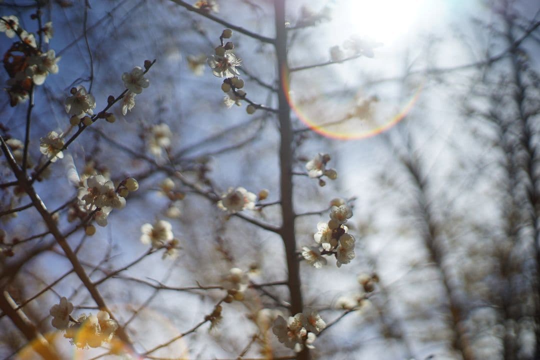 Auto Yashinon-DX 50mm F1.7　m42マウント　作例あり