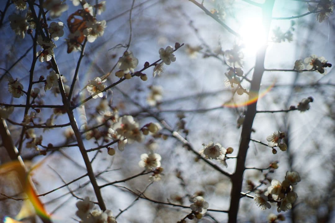 Auto Yashinon-DX 50mm F1.7　m42マウント　作例あり