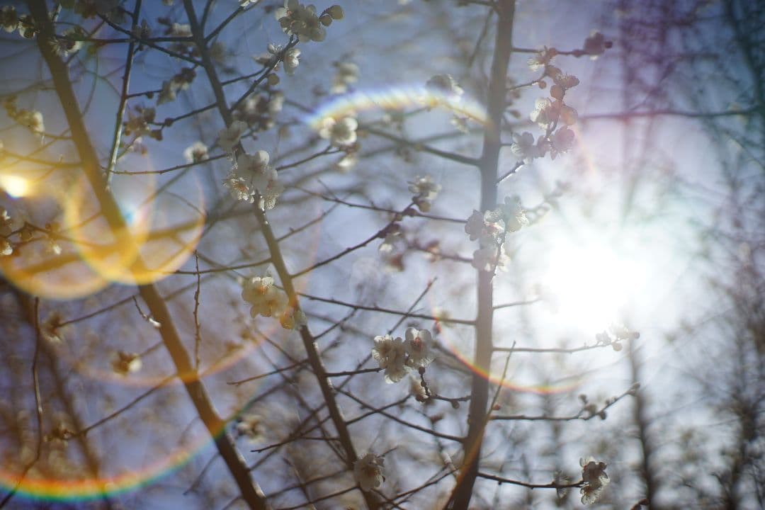 Auto Yashinon-DX 50mm F1.7　m42マウント　作例あり