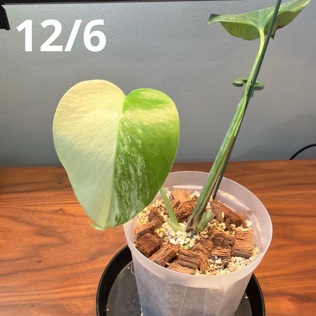 モンステラ・ポトス Monstera Borsigiana Cebublue mint 03