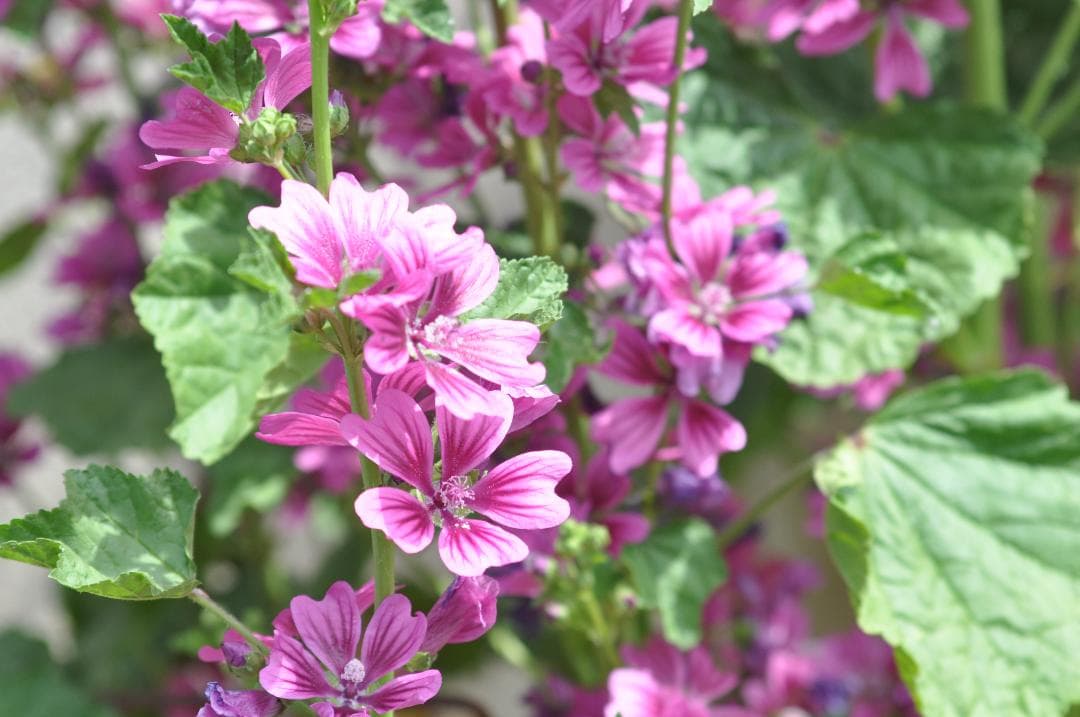 Tokina AT-X PRO AF 28-70mm 2.8 For ニコン