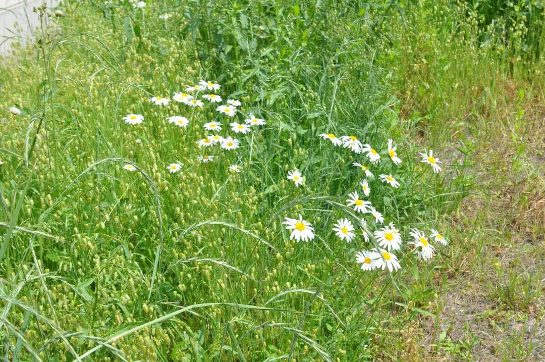 Tokina AT-X PRO AF 28-70mm 2.8 For ニコン