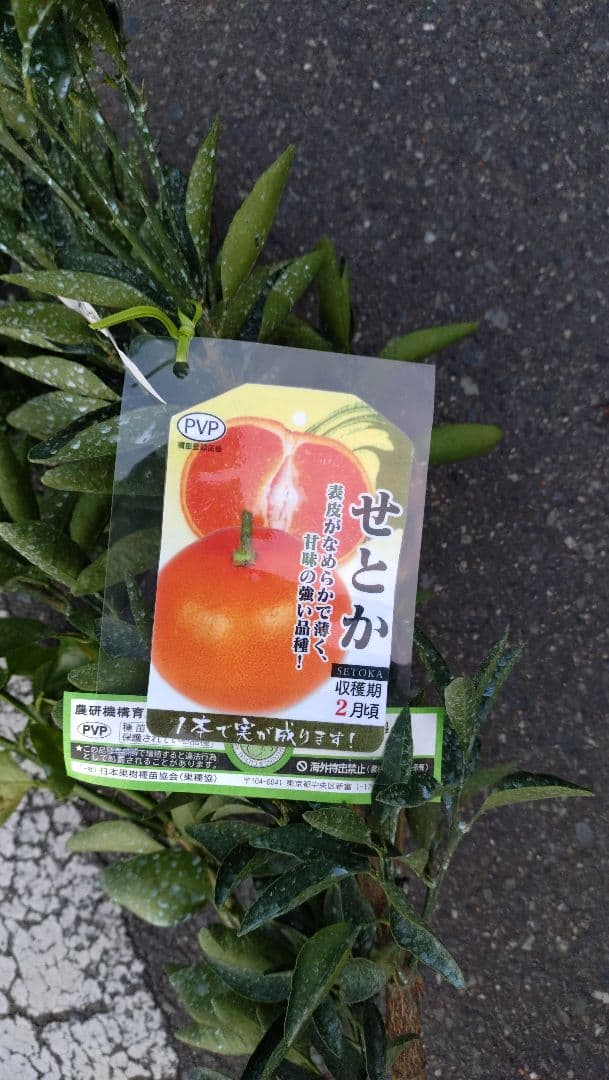 幻のミカン苗木みはや 3年生＋「せとか３年生」セット販売企画！