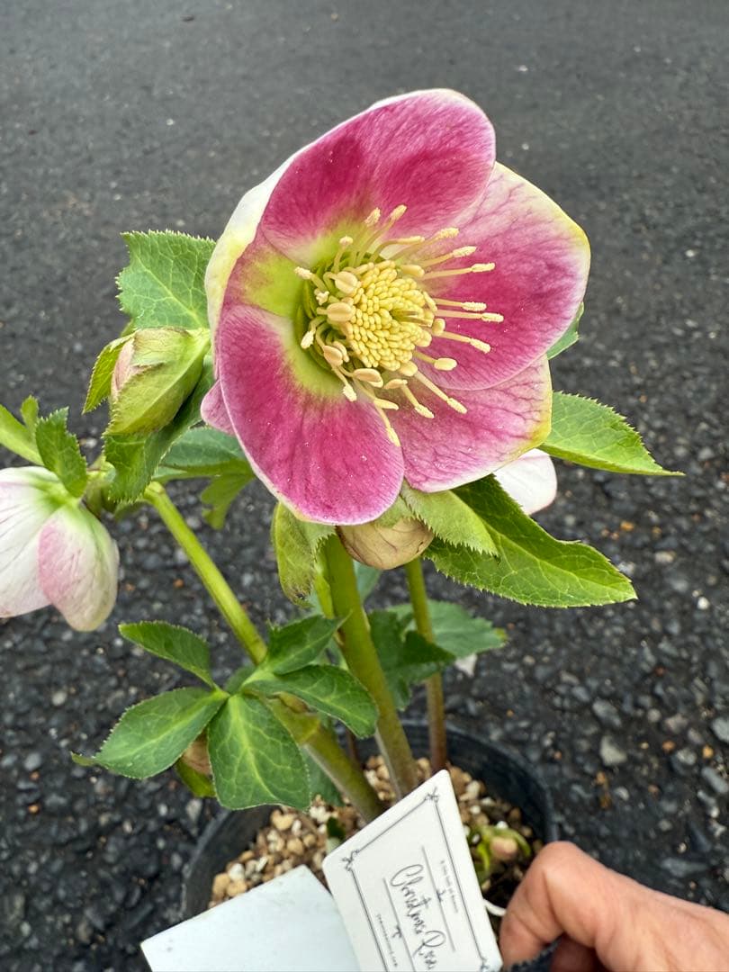 ★希少！★内弁鮮やかピンクパステリッシユストレイン★クリスマスローズ開花株