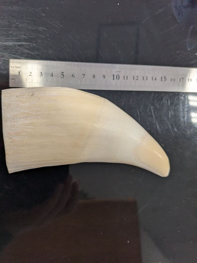 田中野夫マッコウ鯨歯　本物磨き済み！美品