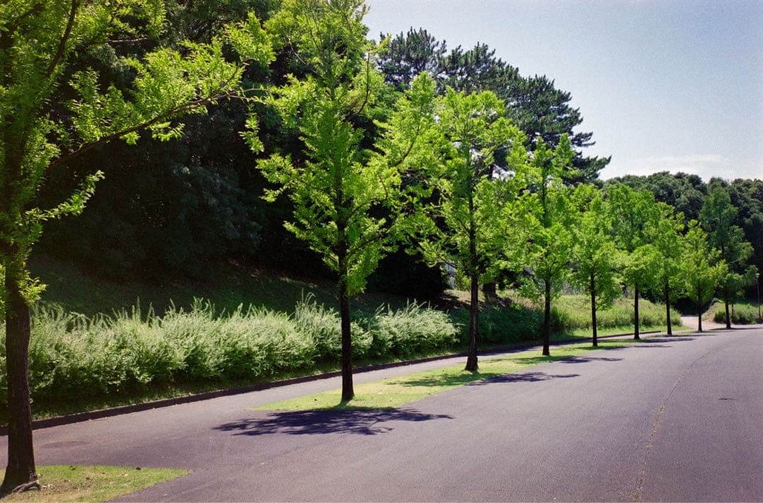 CONTAX T コンタックス フィルムカメラ 初代 動作品 作例あり