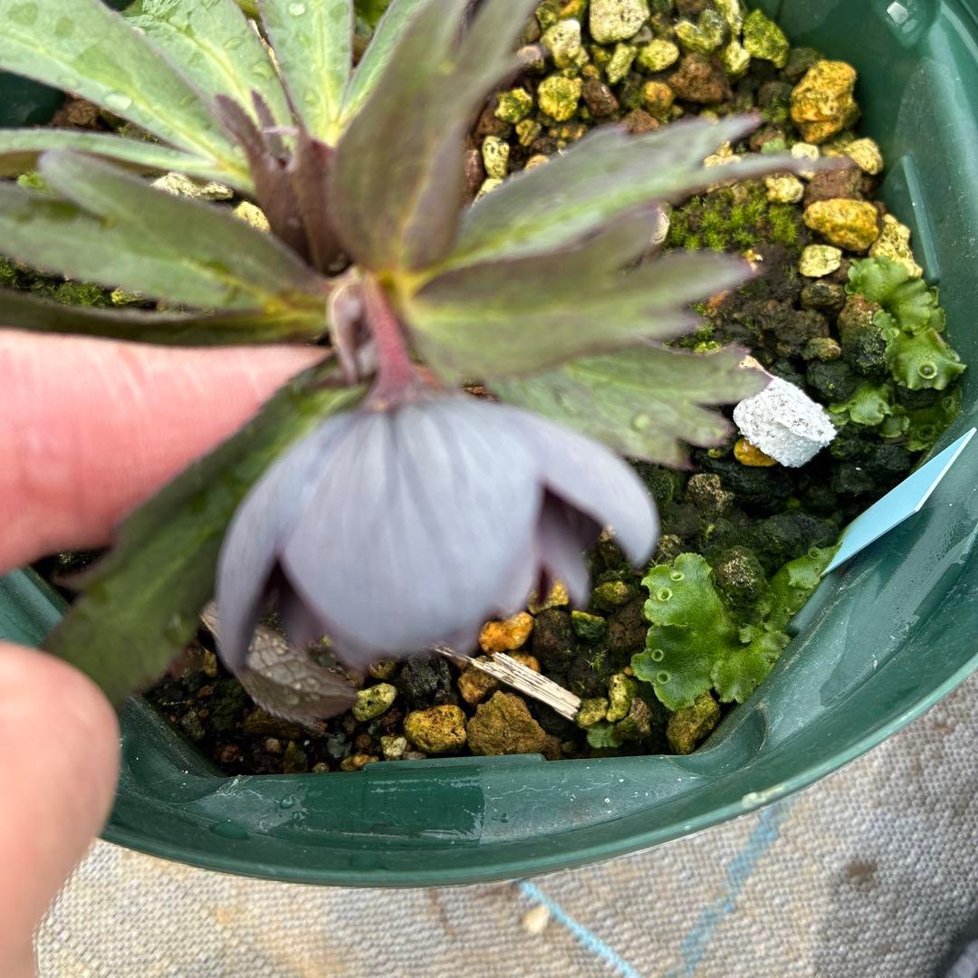 クリスマスローズ　木口交配　スモーキーブルー　実生　7寸