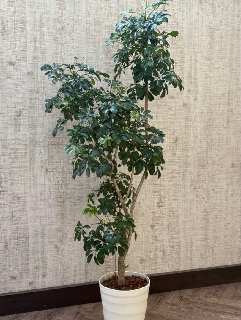 ☆ シェフレラ◦レナータ♪ 158cm リビングサイズ♪