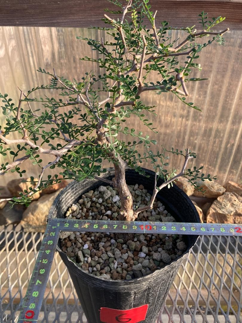 オペルクリカリア・パキプス(根挿し)No6