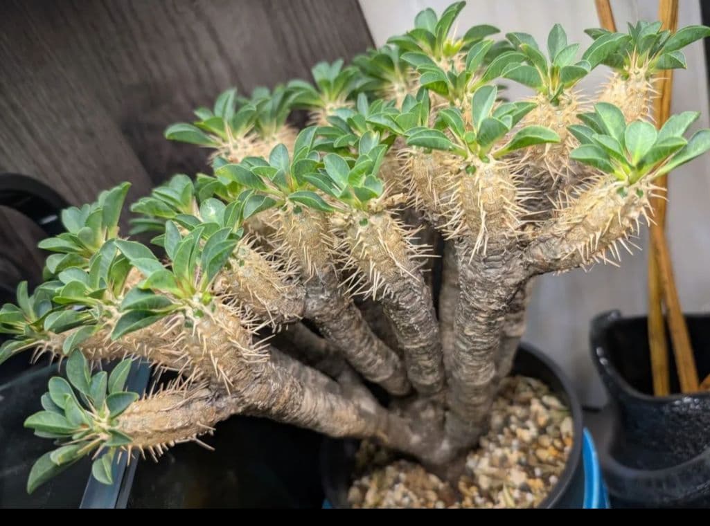 最終★ユーフォルビア ギラウミニアナ コーデックス 現地球 塊根植物 多肉植物