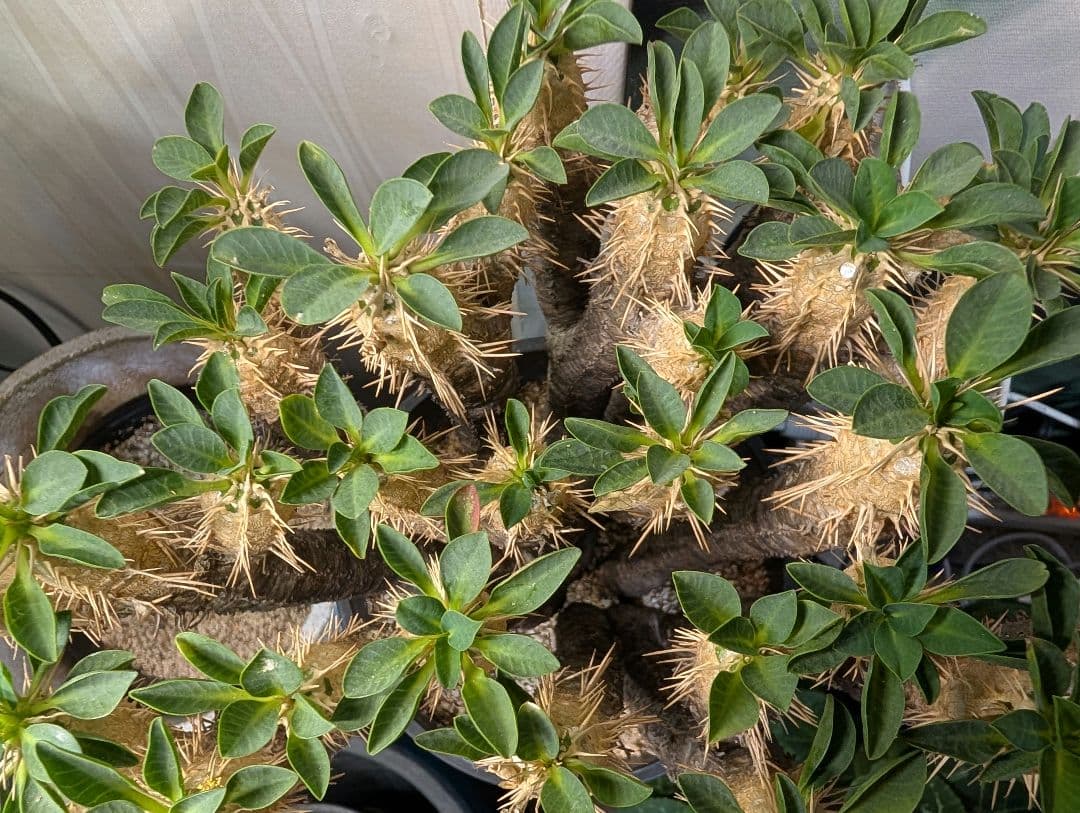 最終★ユーフォルビア ギラウミニアナ コーデックス 現地球 塊根植物 多肉植物