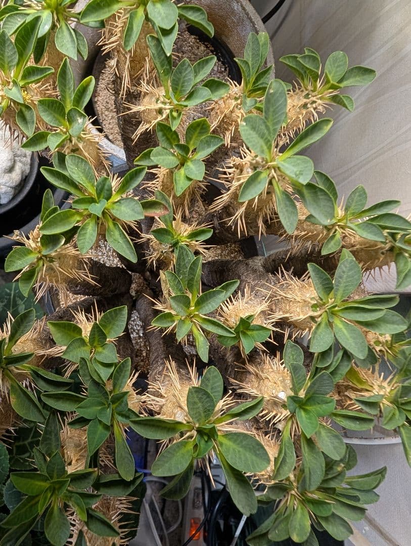 最終★ユーフォルビア ギラウミニアナ コーデックス 現地球 塊根植物 多肉植物