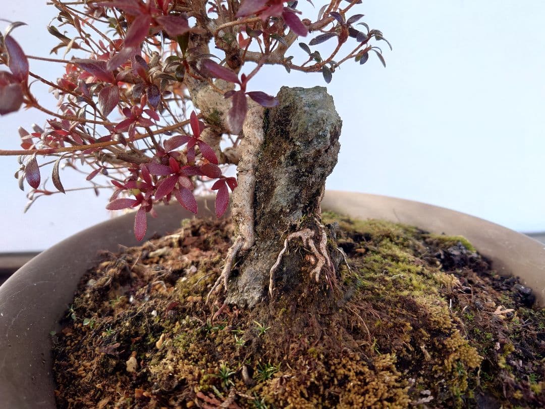 盆栽　皐月(関守の采の八重)　上下24cm