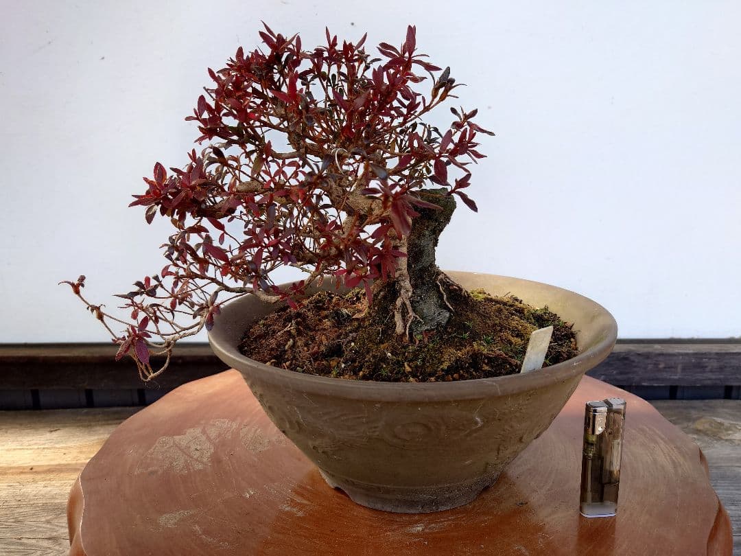 盆栽　皐月(関守の采の八重)　上下24cm