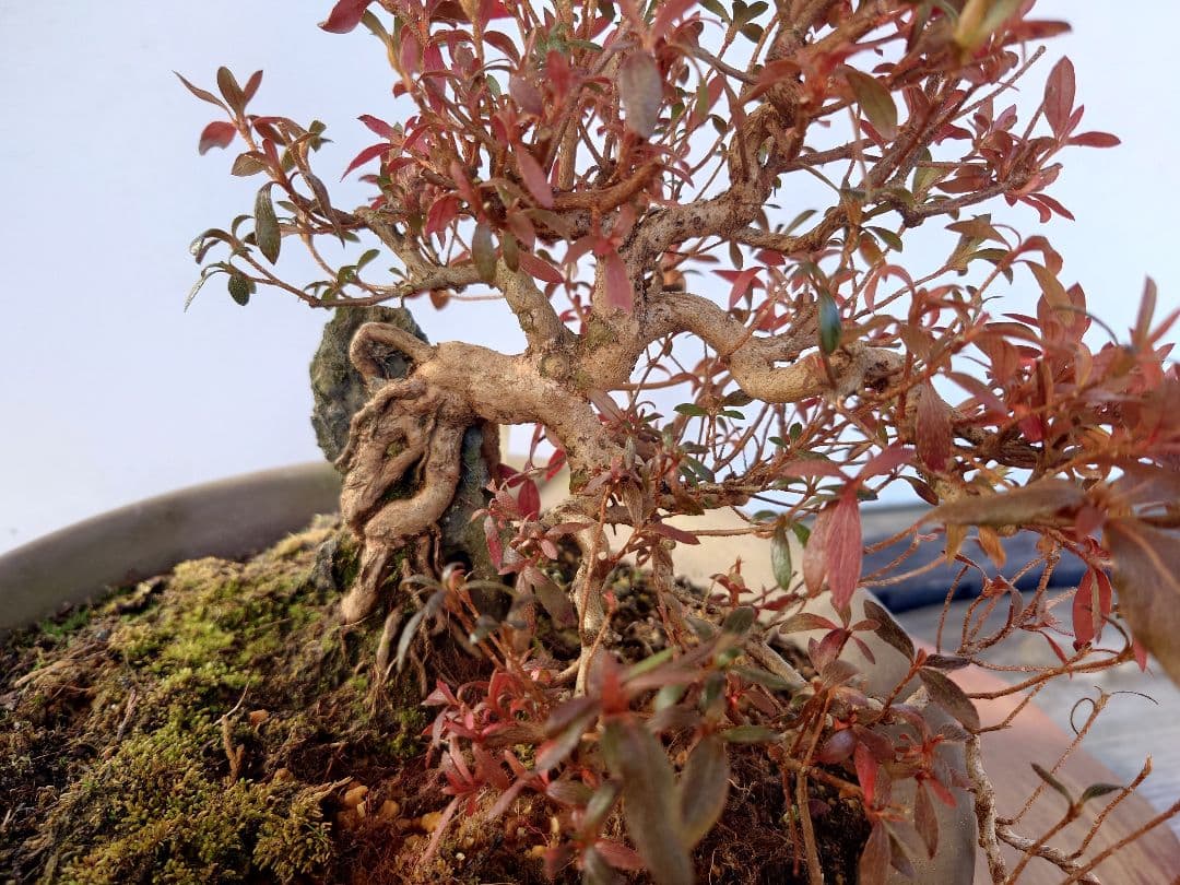 盆栽　皐月(関守の采の八重)　上下24cm