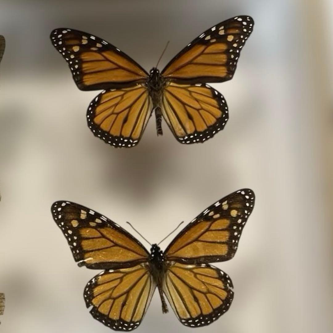 蝶標本各種　ドイツ箱入り