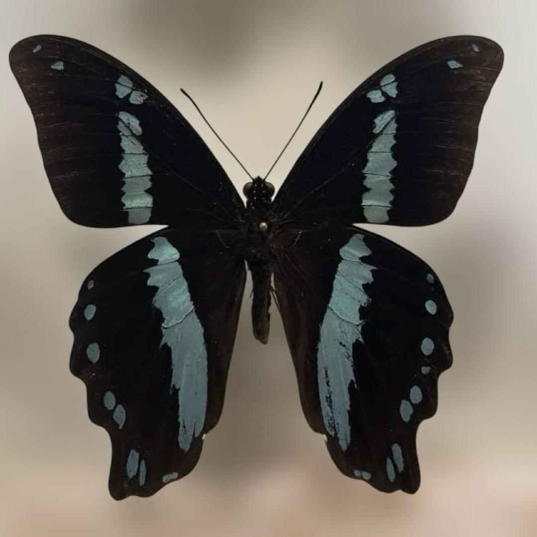 蝶標本各種　ドイツ箱入り