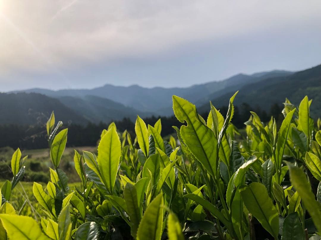 龍さん　100g×10袋 健康長寿の川根茶　農家直売　静岡茶