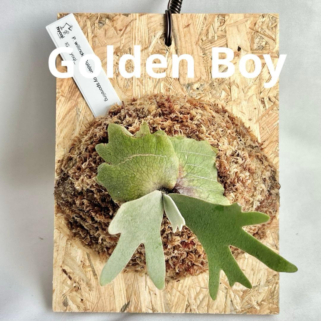 P. wilinckii Golden Boy spore【61】