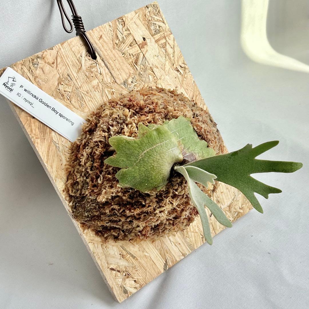 P. wilinckii Golden Boy spore【61】