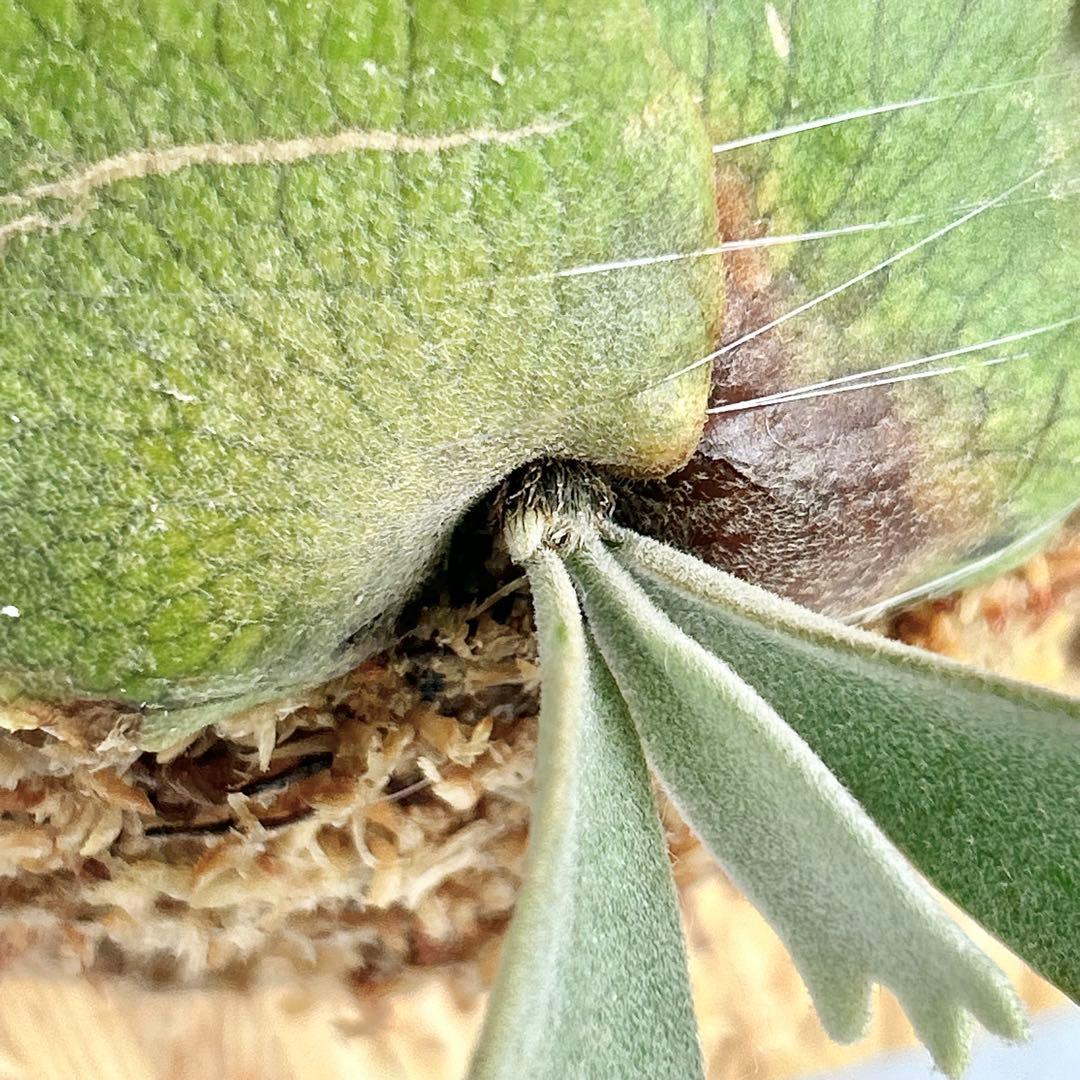 P. wilinckii Golden Boy spore【61】