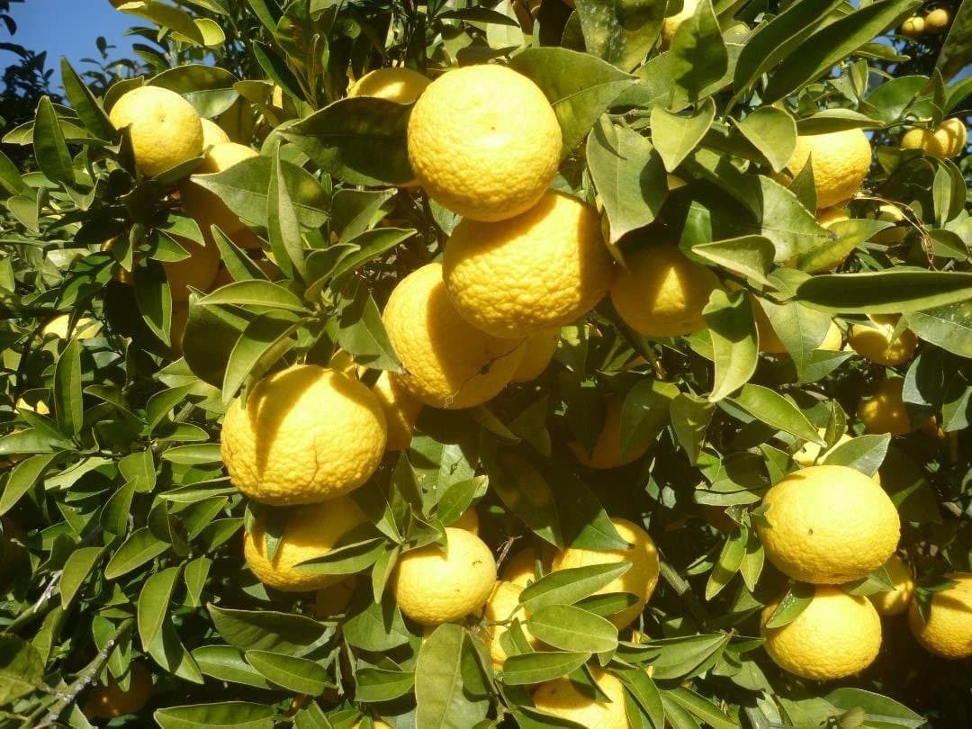 湘南ゴールド 果樹苗 約70cm