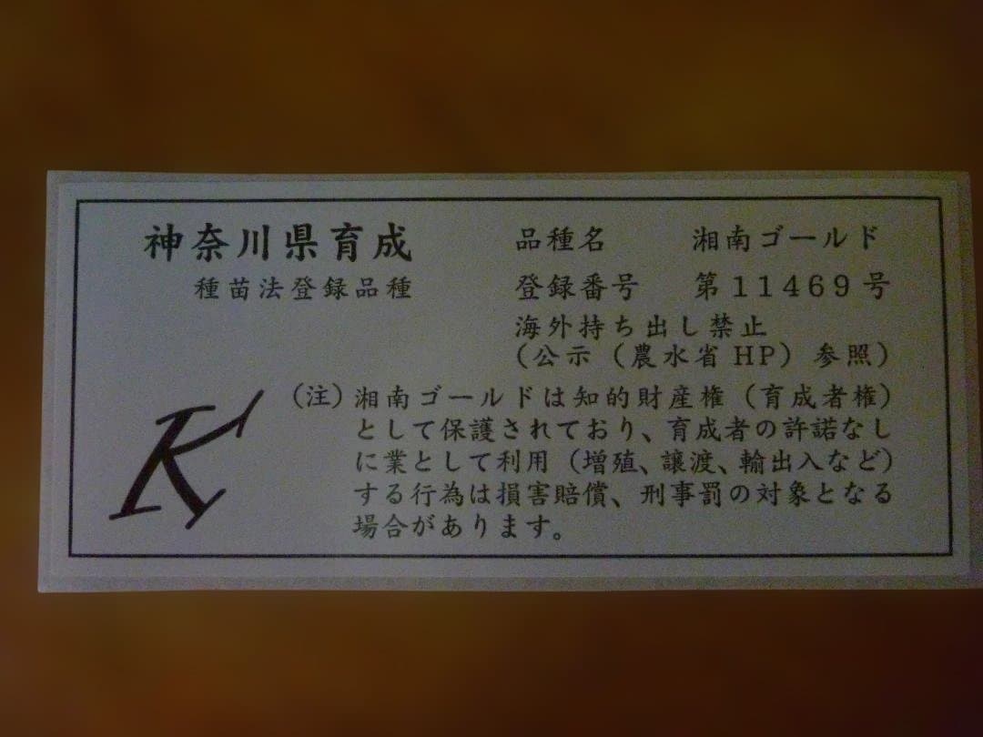 湘南ゴールド 果樹苗 約70cm