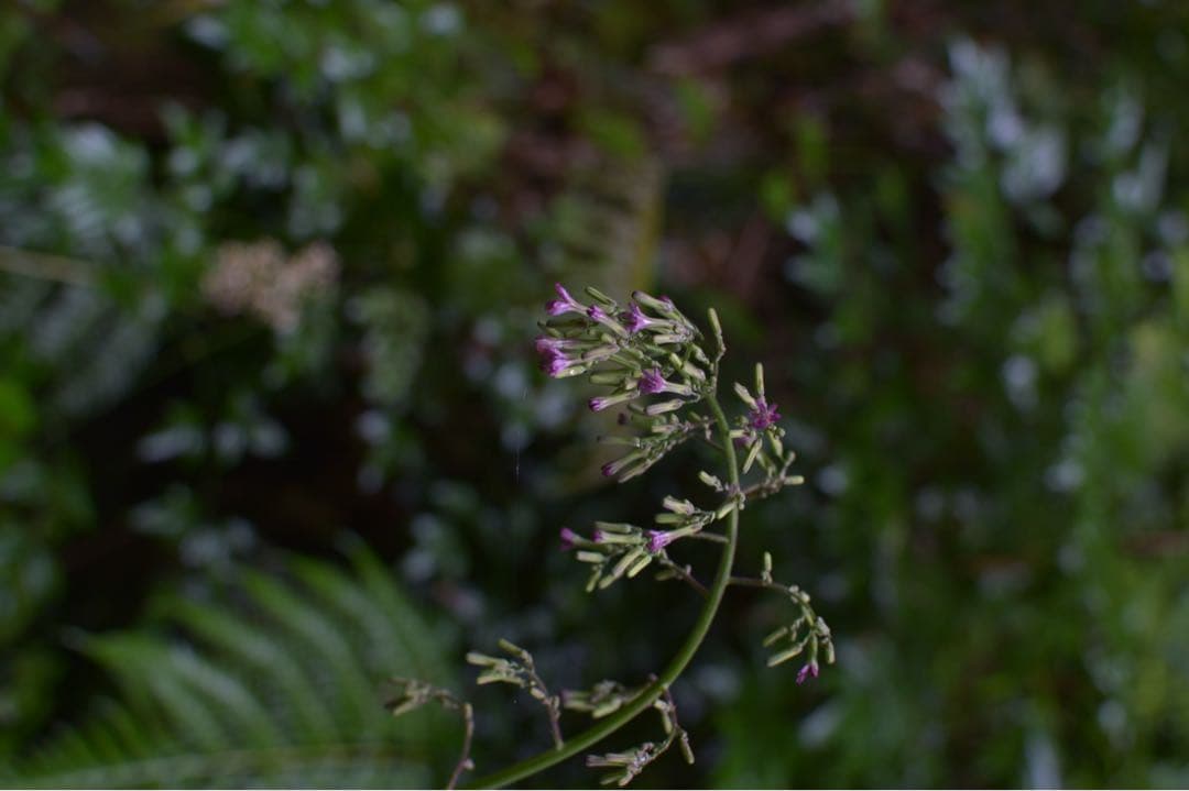 Nikon Df シルバー 一眼レフカメラ ボディ　フルサイズ