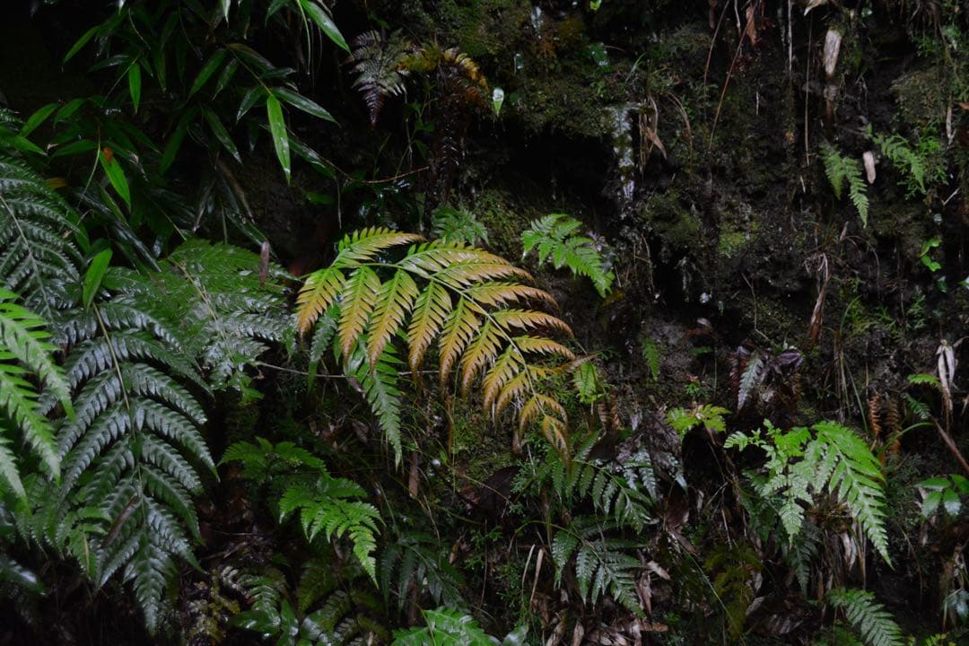 Nikon Df シルバー 一眼レフカメラ ボディ　フルサイズ