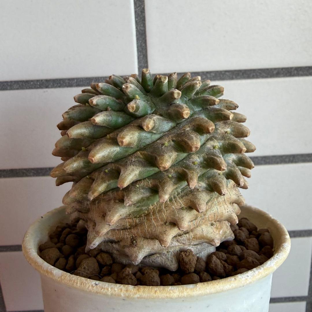 Q*P様 ユーフォルビア ホリダ×鉄甲丸 ホリダ鉄甲 ホリ鉄