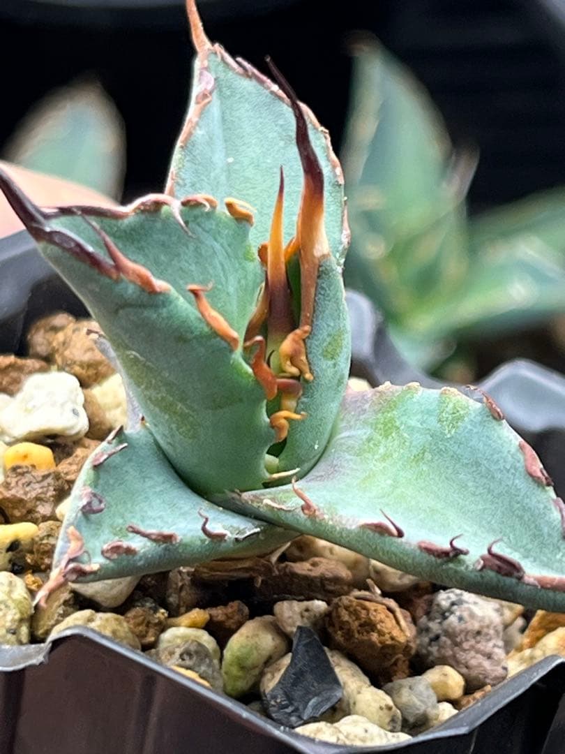 ユタエンシス　エボリスピナ×BB エボBB 子株　ハイブリッド　アガベ