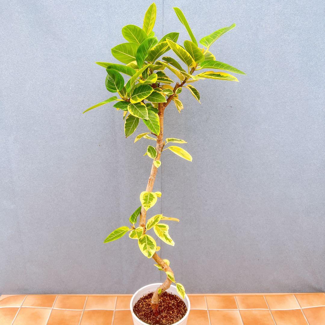 現品　フィカス　ゴムの木　アルテシマ　曲がり　5番　観葉植物　インテリアグリーン