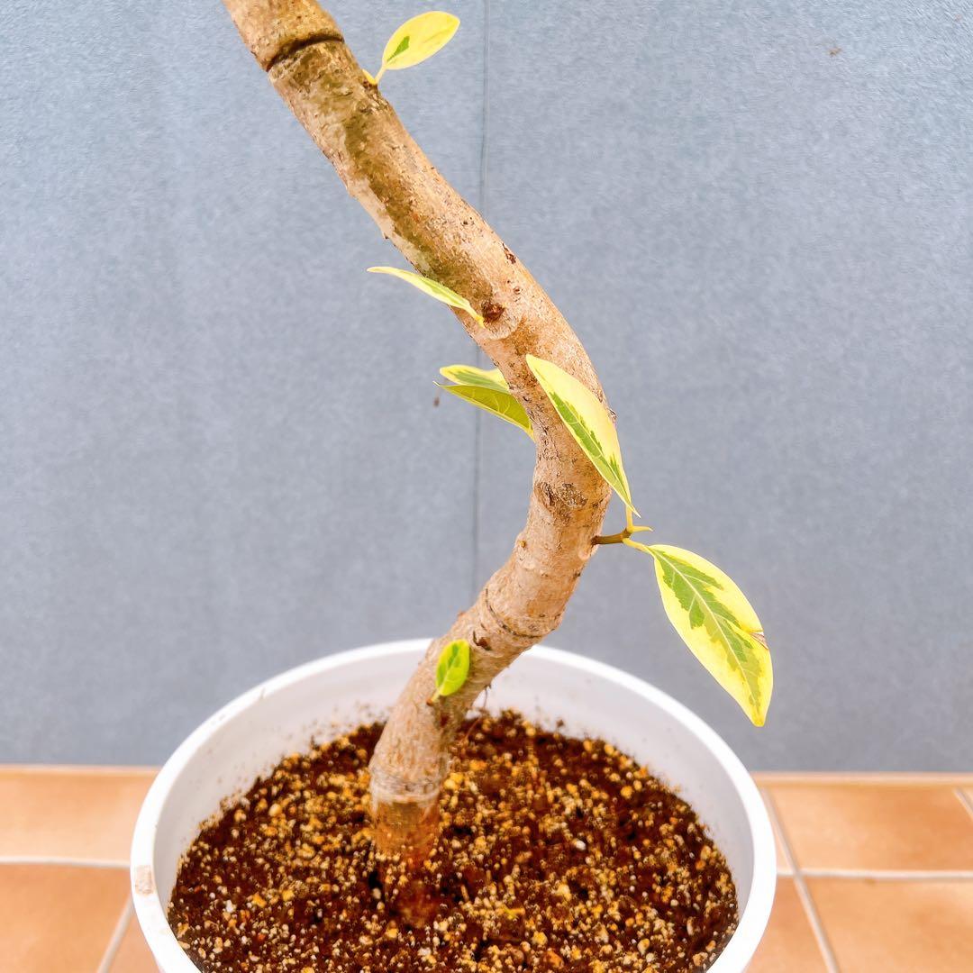 現品　フィカス　ゴムの木　アルテシマ　曲がり　5番　観葉植物　インテリアグリーン