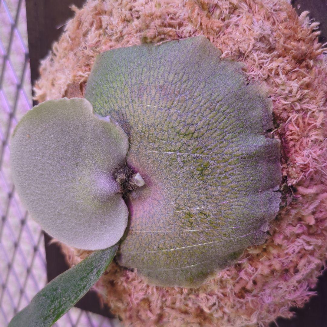 わ*ち様 【1株限定出品】P.FSQ 'Dwarf' oc/ビカクシダ