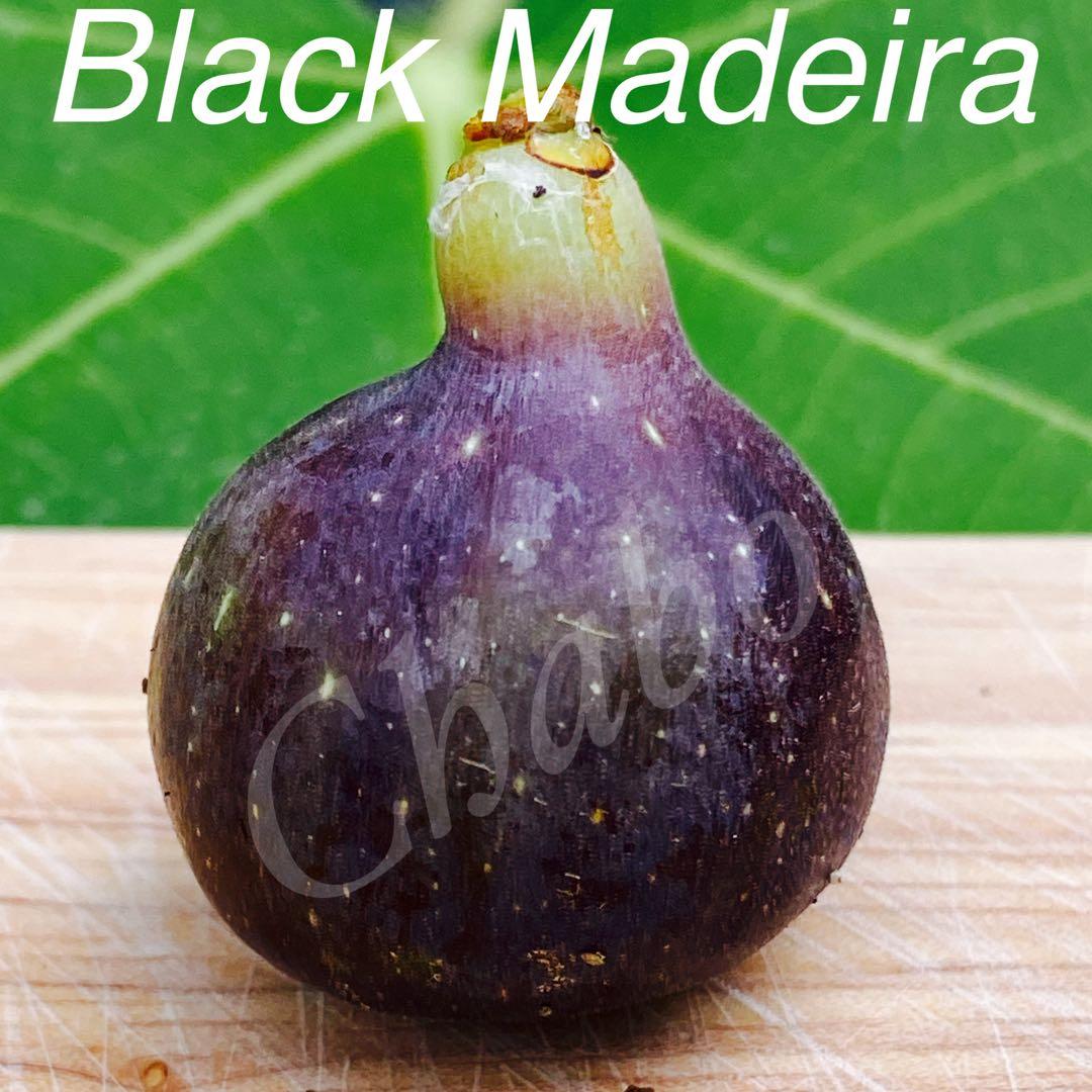 イチジクの良苗。Black Madeira