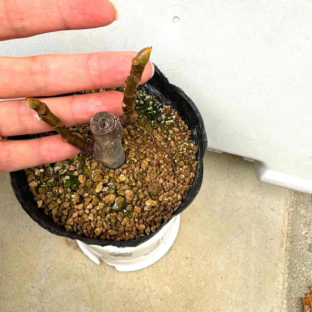 イチジクの良苗。Black Madeira