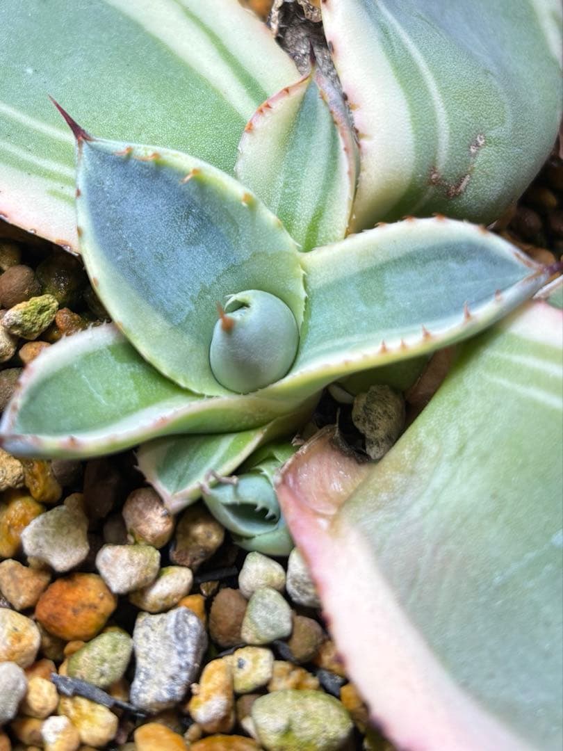 特別価格❗️ アガベ　パリー　トランカータ　オリザバ　親株ごと発送　子株5株以上