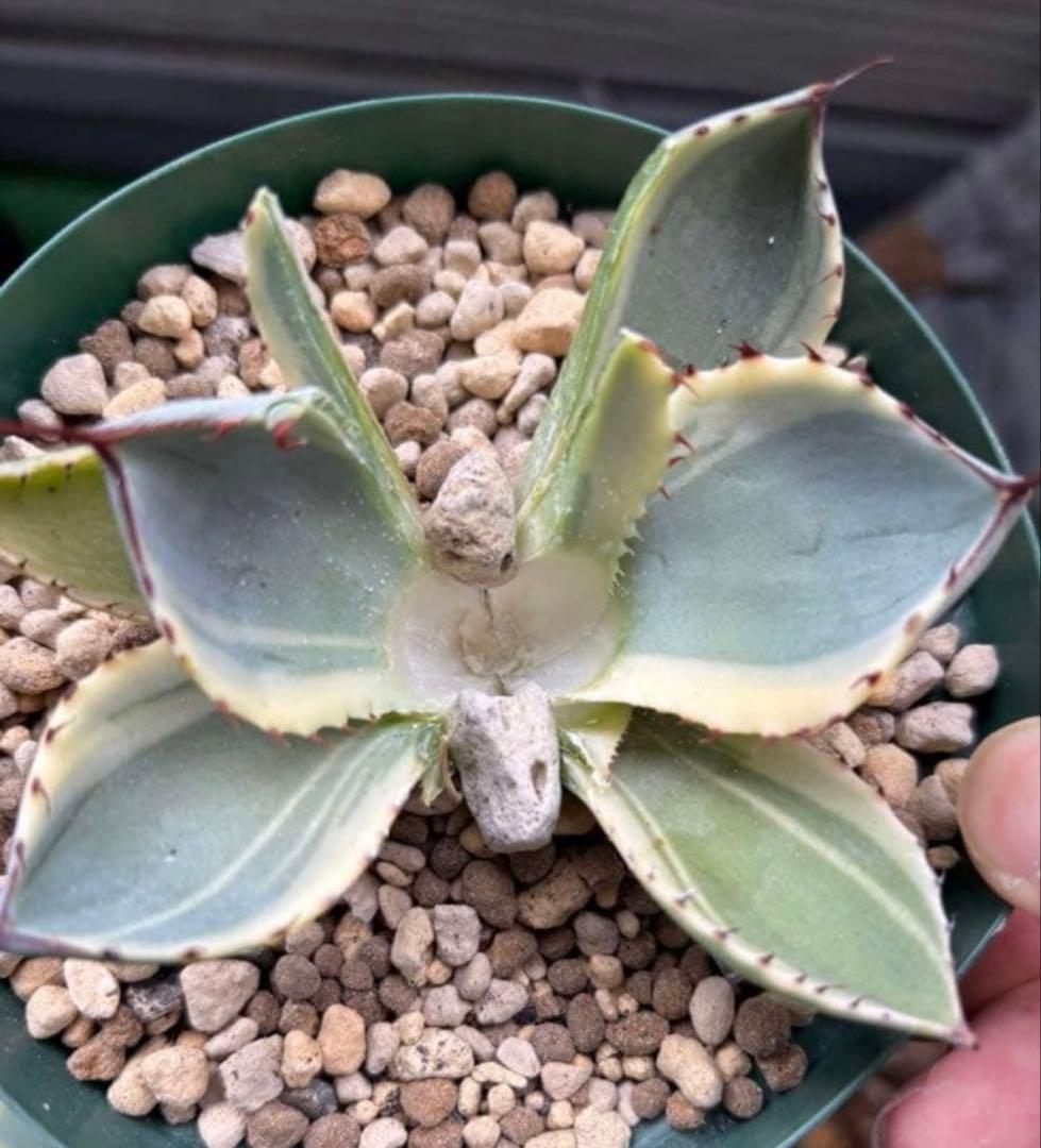 特別価格❗️ アガベ　パリー　トランカータ　オリザバ　親株ごと発送　子株5株以上