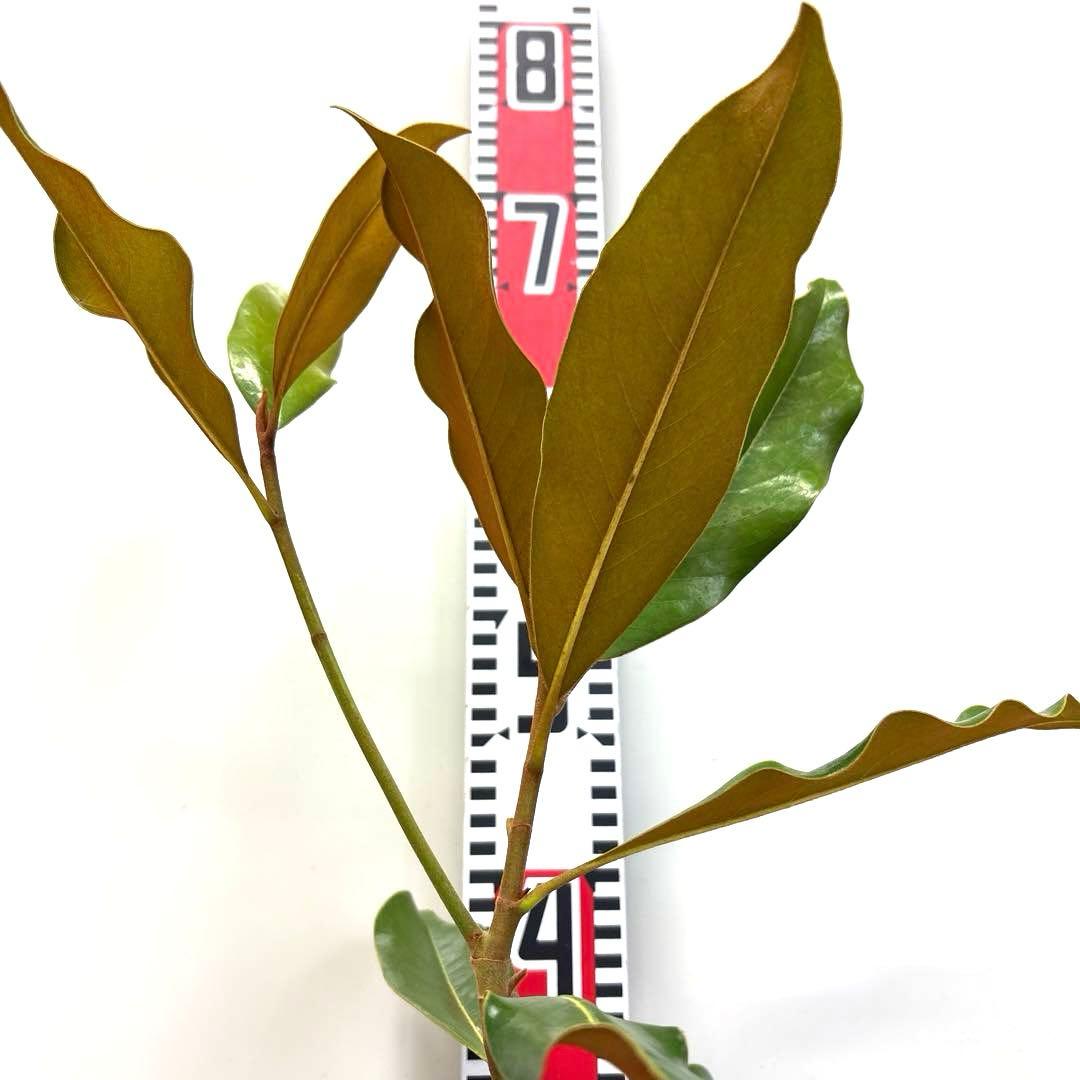 33.ケイパレス マグノリア 泰山木 タイサンボク 苗 苗木 小型品種