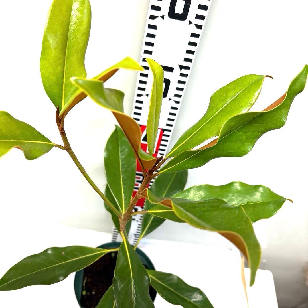 33.ケイパレス マグノリア 泰山木 タイサンボク 苗 苗木 小型品種