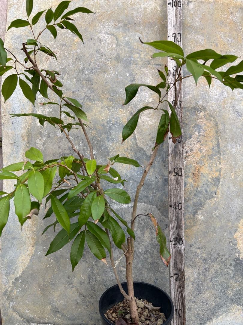 期間限定お値下げ　ライチ　玉荷包　 取り木苗