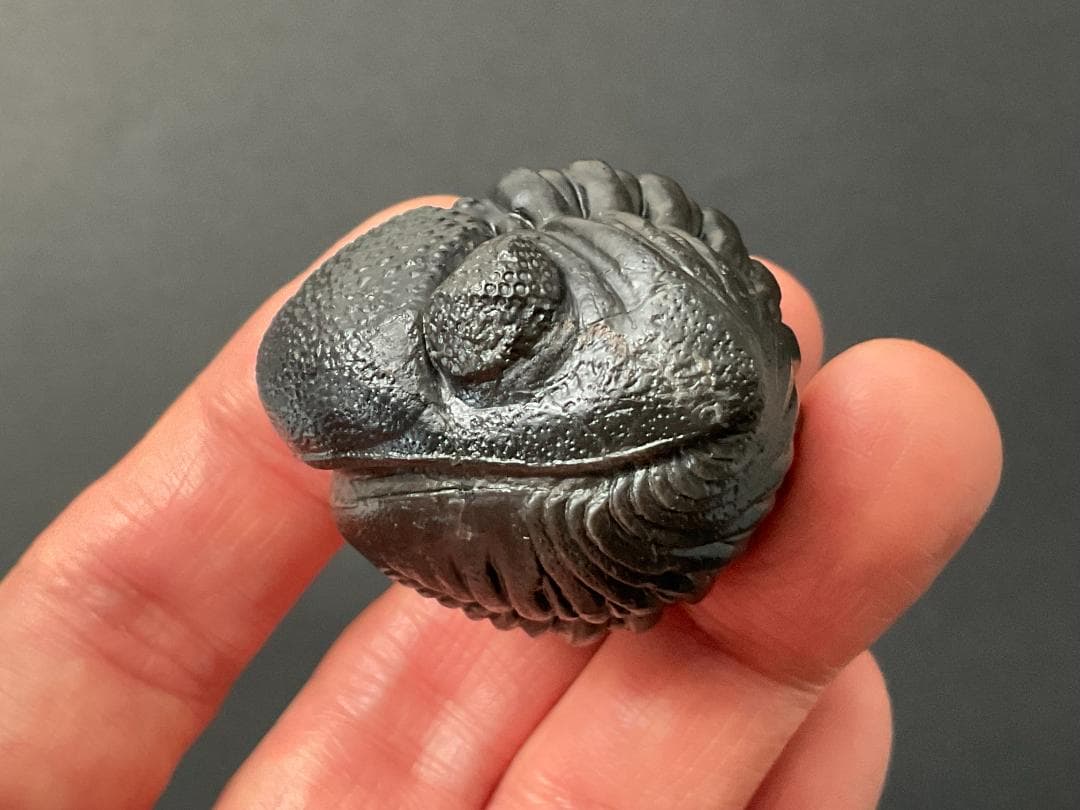 ペディノパリオプス 化石 [PH100] 三葉虫 ファコプス