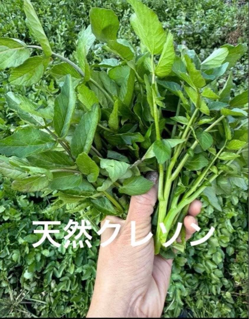 八百屋さんページ