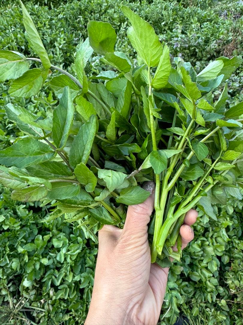 八百屋さんページ