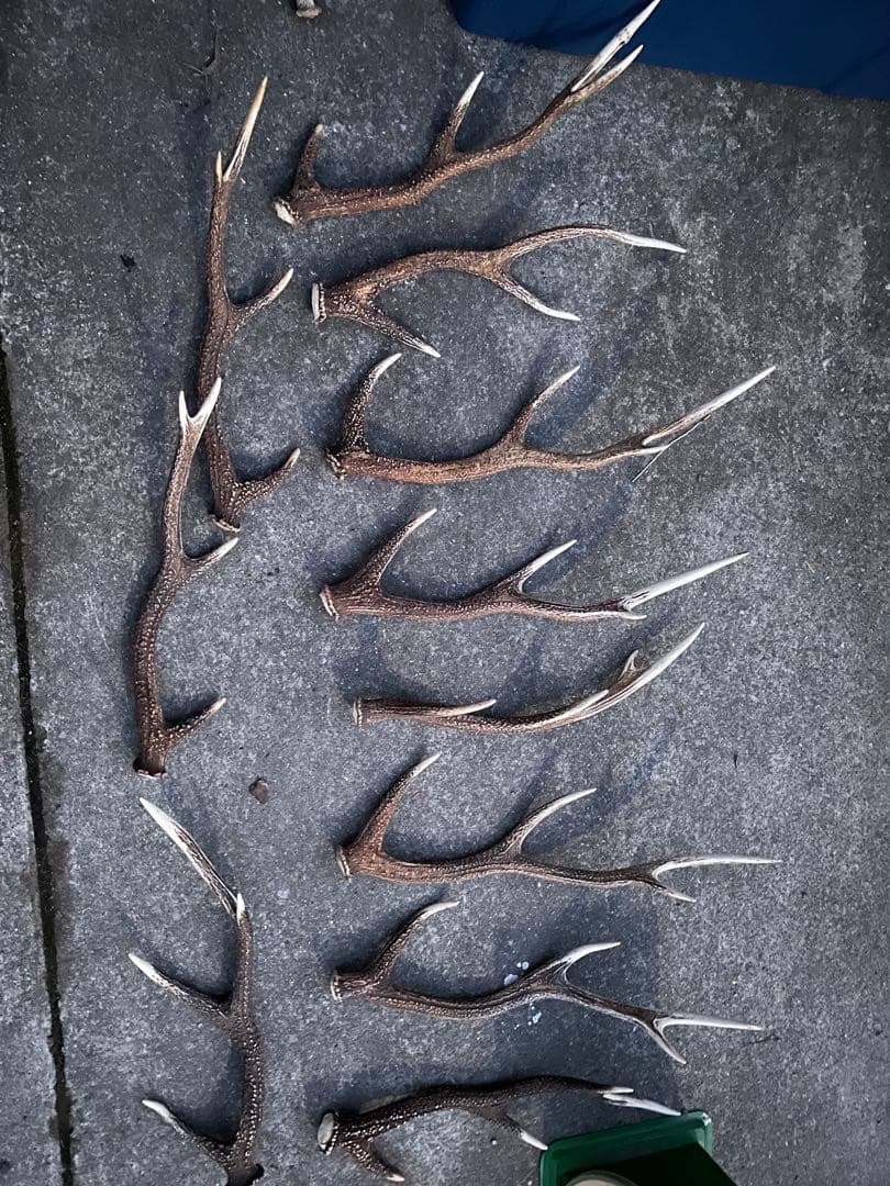 鹿の角 ハンドメイド素材