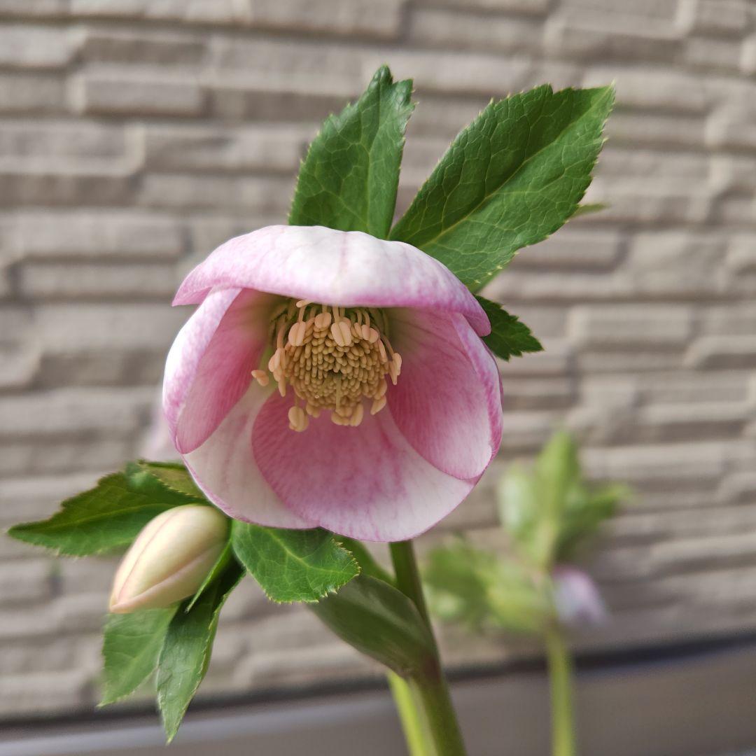 こ*ち様 クリスマスローズ 大和園 パステリッシュストレイン②